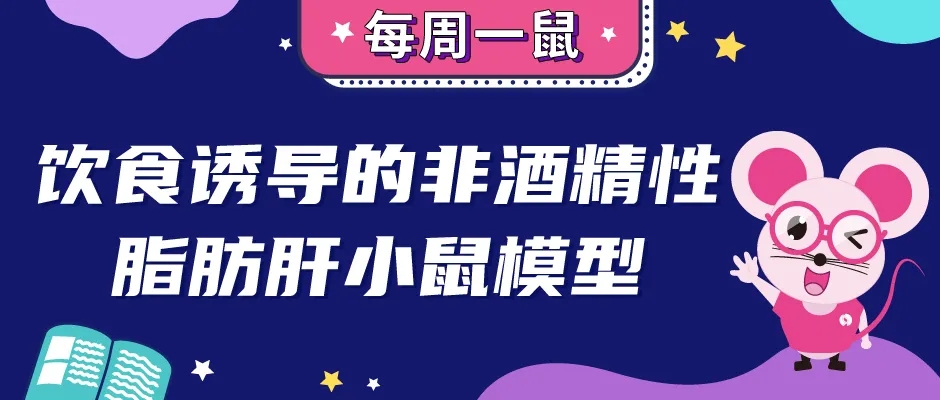 饮食诱导的非酒精性脂肪肝小鼠模型