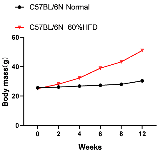 饮食诱导的非酒精性脂肪肝小鼠模型