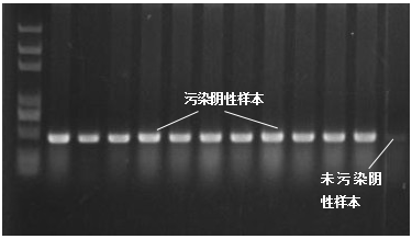 假阳性的预防及处理，每一位 PCR 实验人员都绕不开的必修课