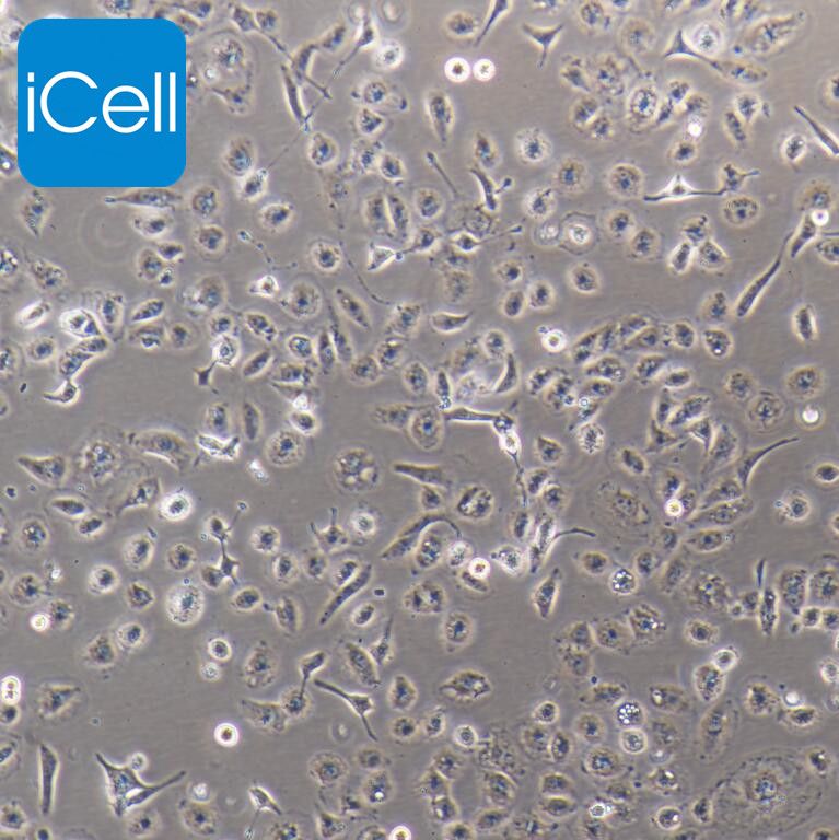 HK2 肾皮质近曲小管上皮细胞  STR鉴定  赛百慷（iCell）