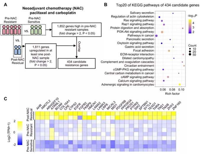 Theranostics丨RNA测序+siRNA文库细胞功能筛选快速鉴定乳腺癌化疗耐药基因及其机理