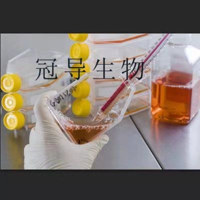 LNCaP C4-2B Cells;人前列腺癌扩增细胞|STR鉴定图谱