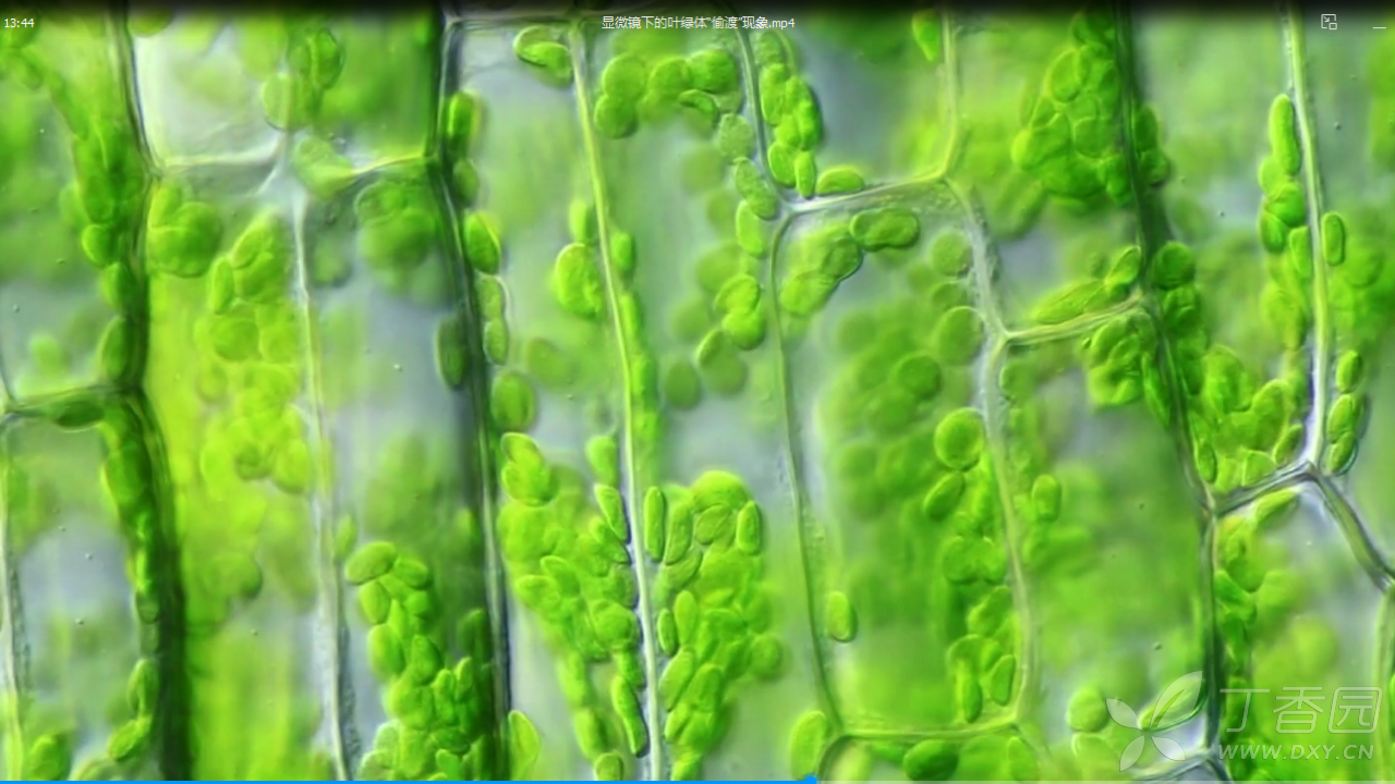 光学显微镜下的叶绿体图片
