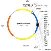 荧光素酶报告基因实验服务