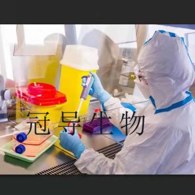 CHO-S Cells;中国仓鼠卵巢扩增细胞|STR鉴定图谱