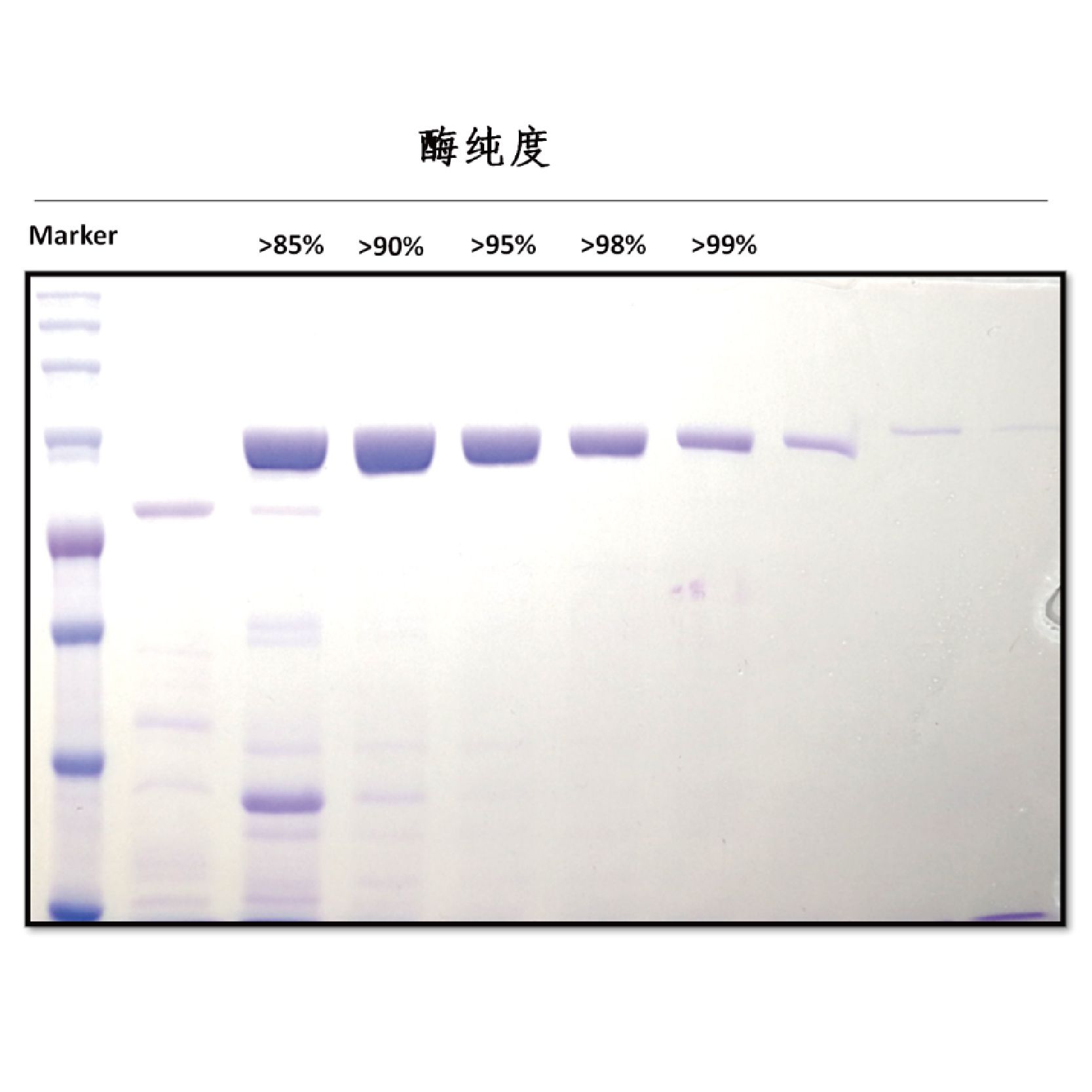 iSR Taq DNA Polymerase