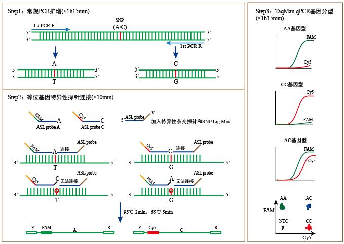 pcr三次循环过程图图片