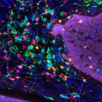 组织多色免疫荧光