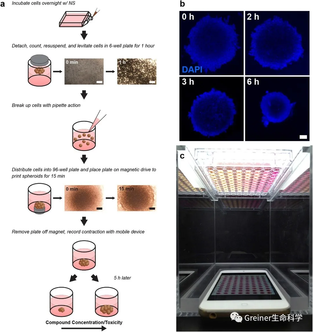 m3D 培养与实时成像技术相结合进行细胞毒性研究