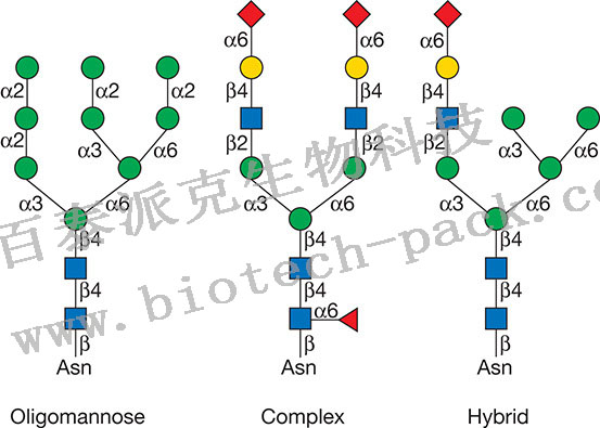 N糖修饰及修饰位点分析服务