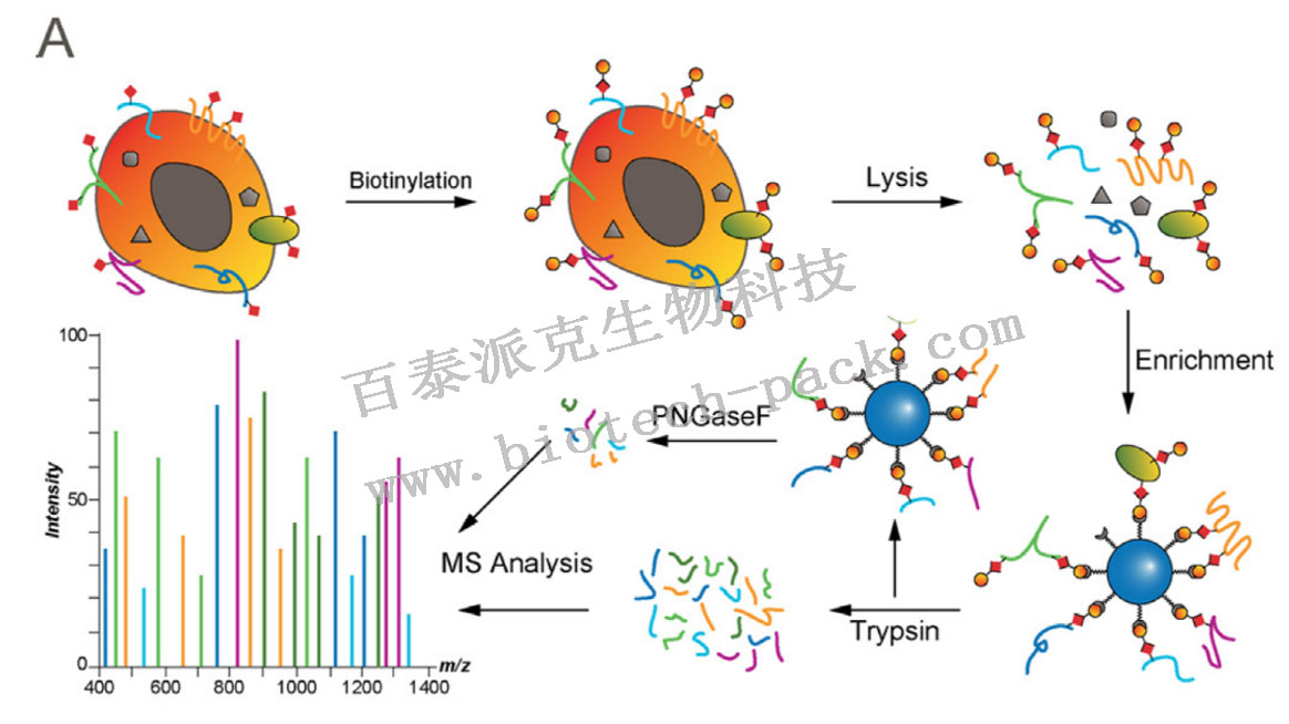 细胞表面蛋白质组学