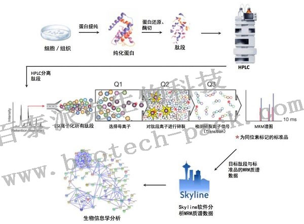 MRM/PRM定量蛋白组学分析