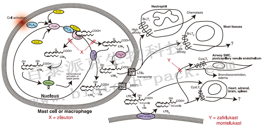 白三烯分析服务