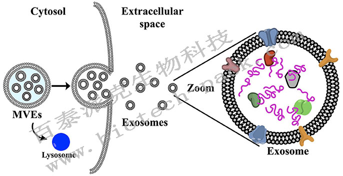 外泌体非靶向代谢组学