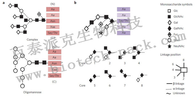 HILIC-UHPLC分析N-聚糖键