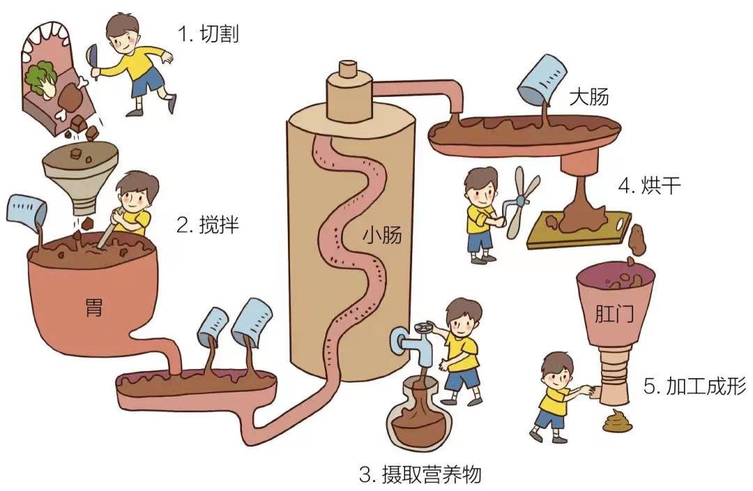 排便过程图解图片