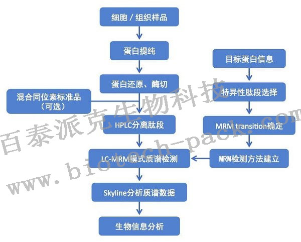 MRM/PRM定量蛋白组学分析