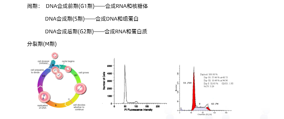 小知识流式细胞术检测细胞周期