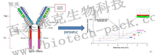 蛋白质纯度分析（分子筛/反相色谱）