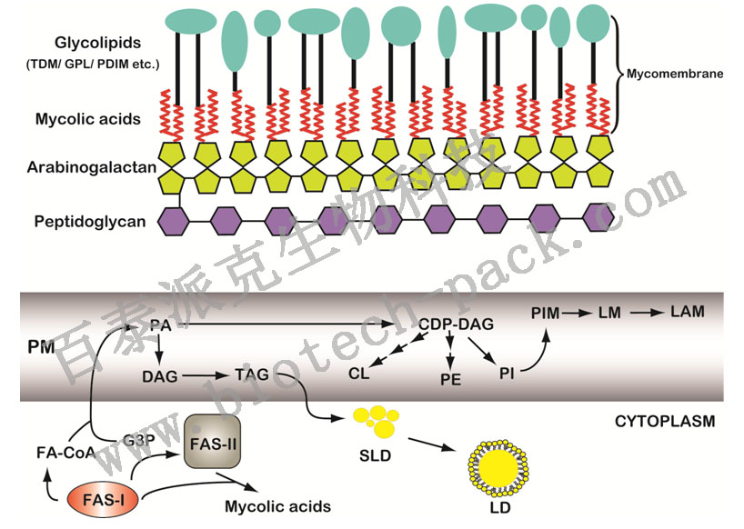 霉菌酸分析服务