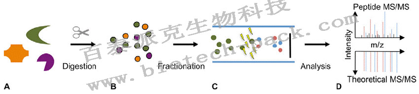 肽段覆盖率/肽谱图分析