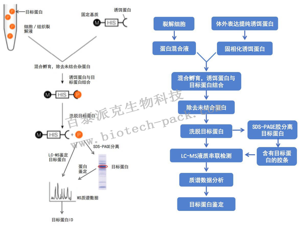 Pull-down靶蛋白质谱鉴定