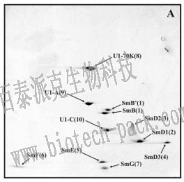 半定量蛋白质组学分析