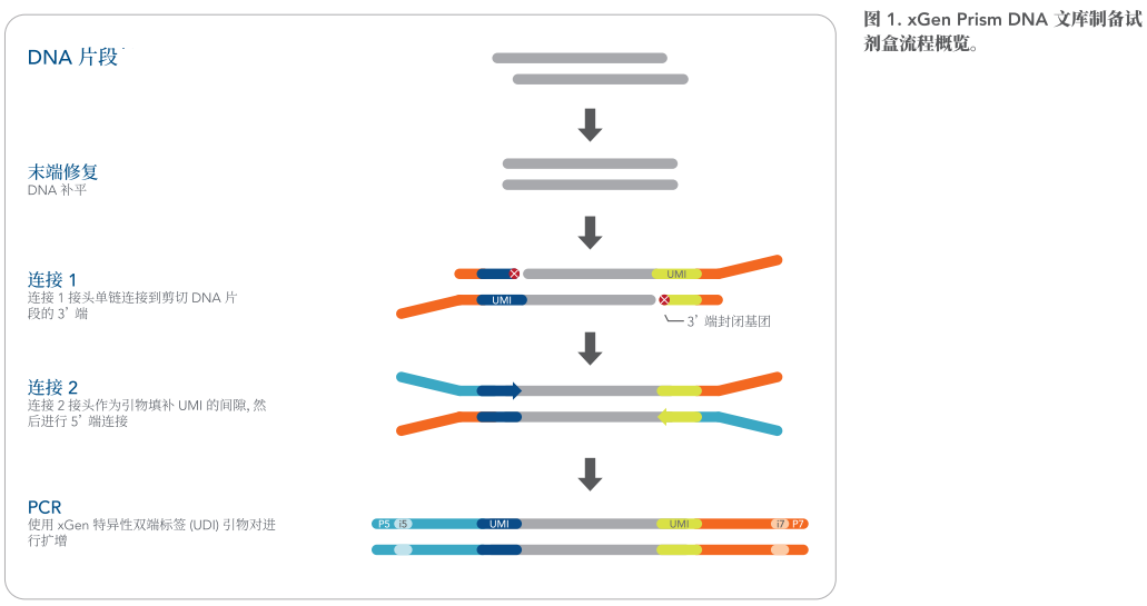 xGEN PRISM DNA文库制备试剂盒