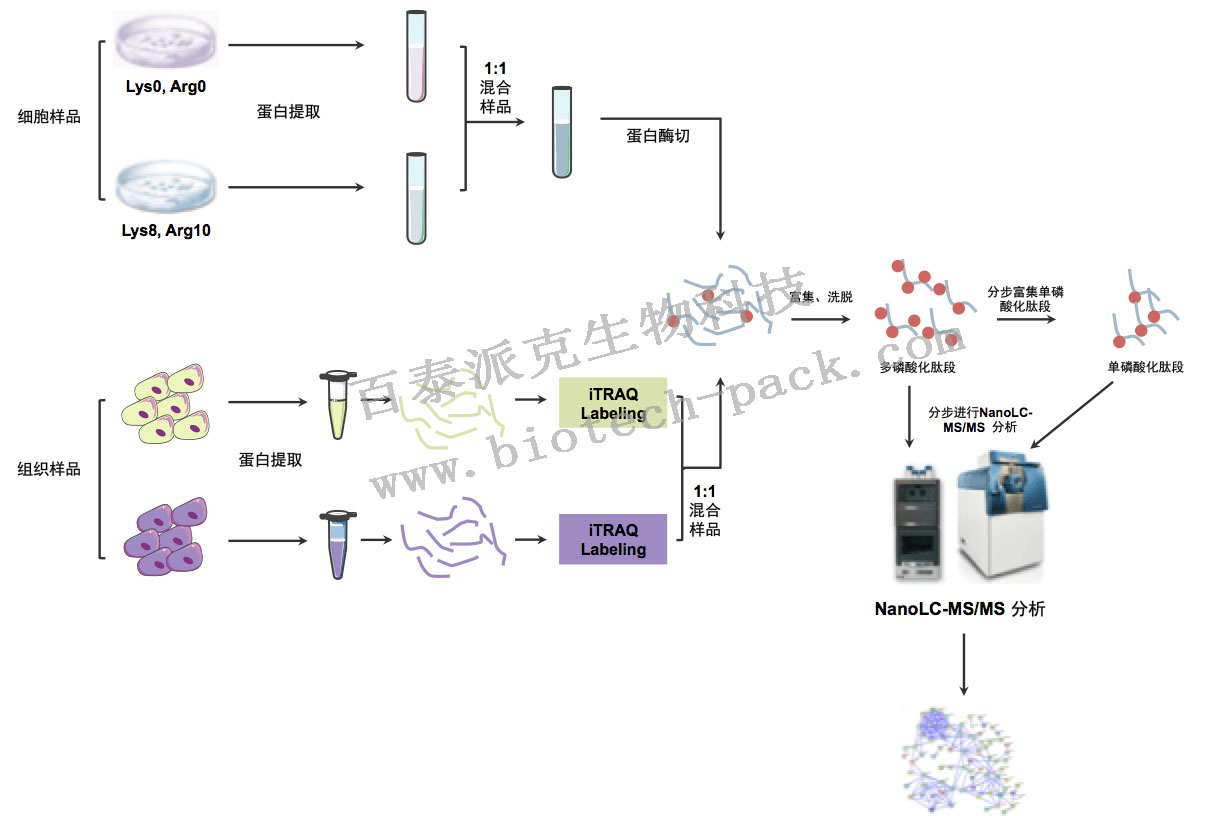 多通路磷酸化蛋白质组学