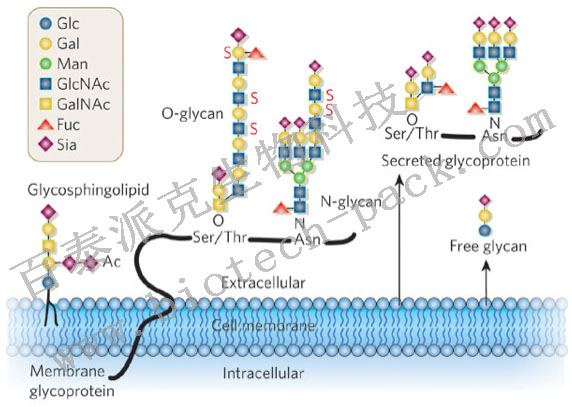 鞘糖脂聚糖分析