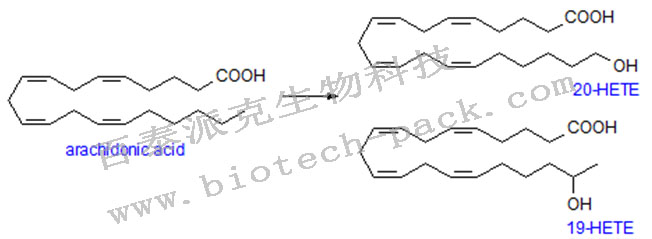羟基二十碳四烯酸（HETEs）分析