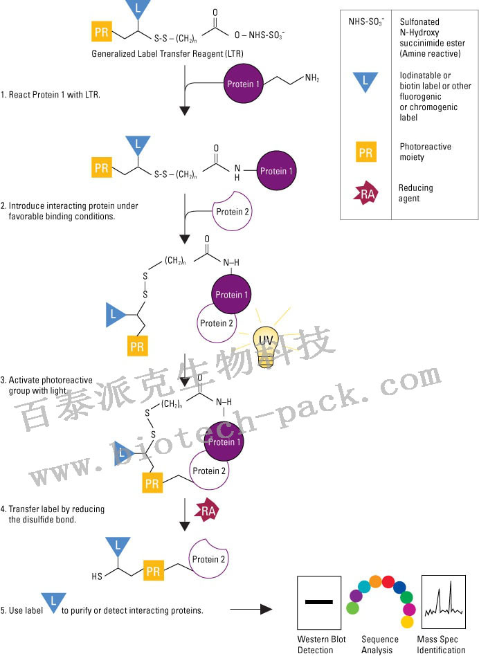 标记转移法蛋白相互作用分析