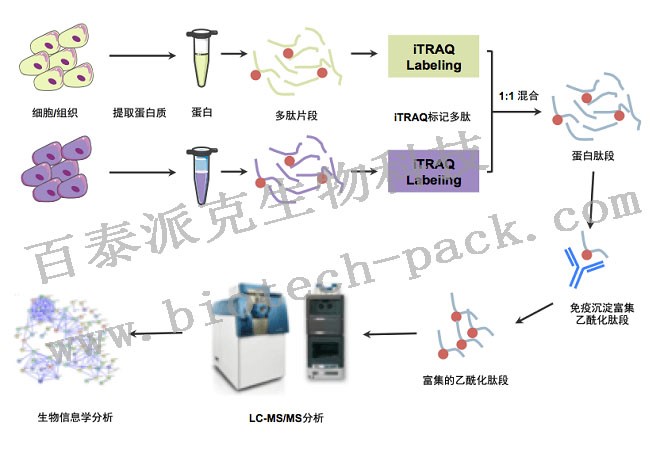 酰化定量蛋白质组研究