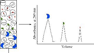百泰派克生物科技累计多年质谱经验推出：基于分子筛/反相色谱的抗体类蛋白质药物,多肽类等生物制药蛋白质纯度分析一站式服务