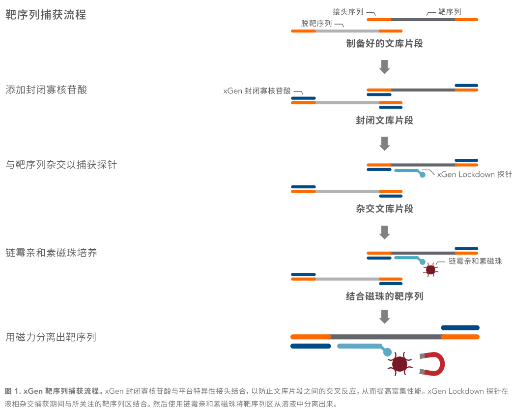 xGEN LOCKDOWN 探针组