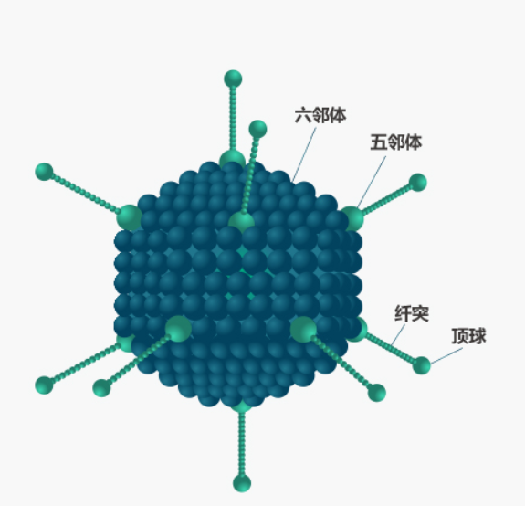 慢病毒结构图片