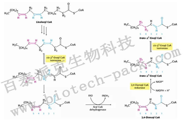 总反式脂肪酸分析