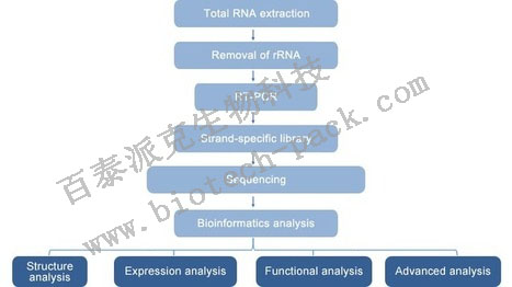 原核生物转录组测序
