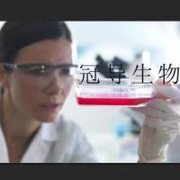 SVGp12 Cells;人星形胶质扩增细胞|STR鉴定图谱