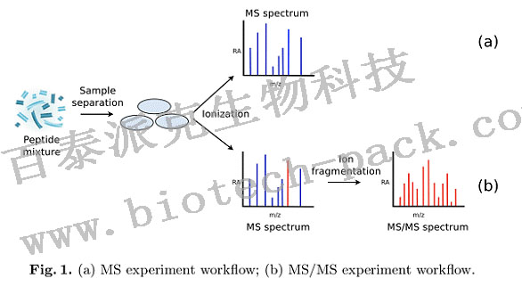 多肽质谱鉴定