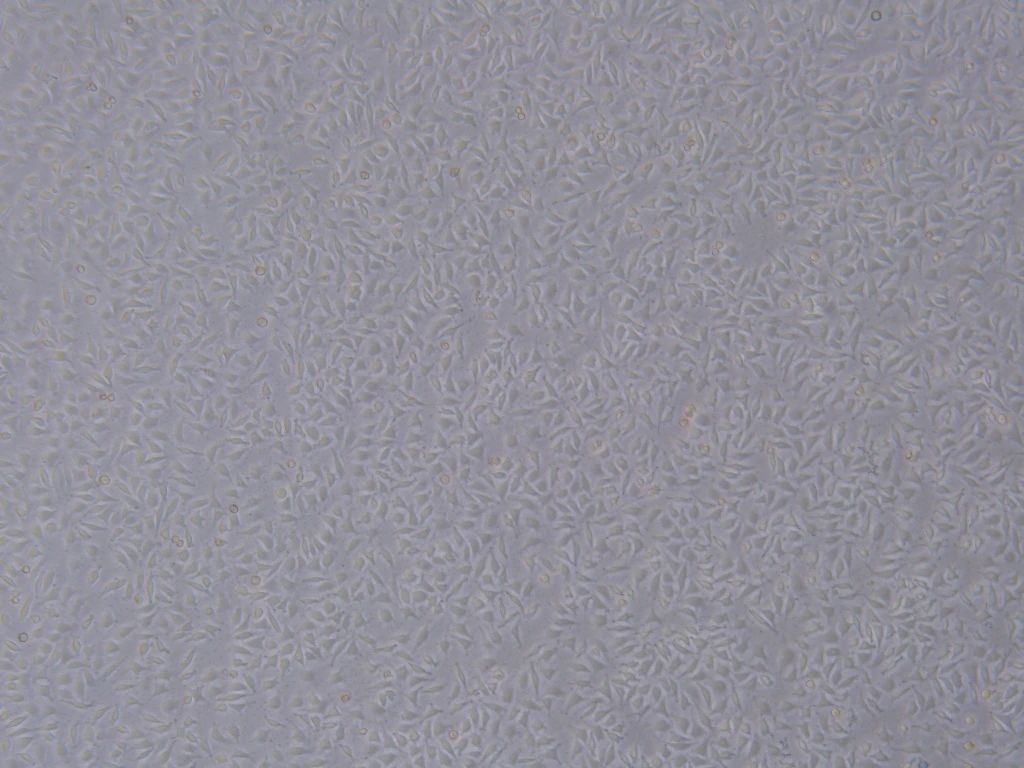 细胞摄影大赛进行中!千元现金、耗材礼包等你来拿