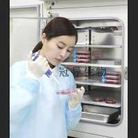 RCC-10RGB Cells;人肾细胞癌扩增细胞|STR鉴定图谱