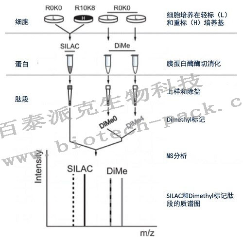 SILAC定量蛋白组分析