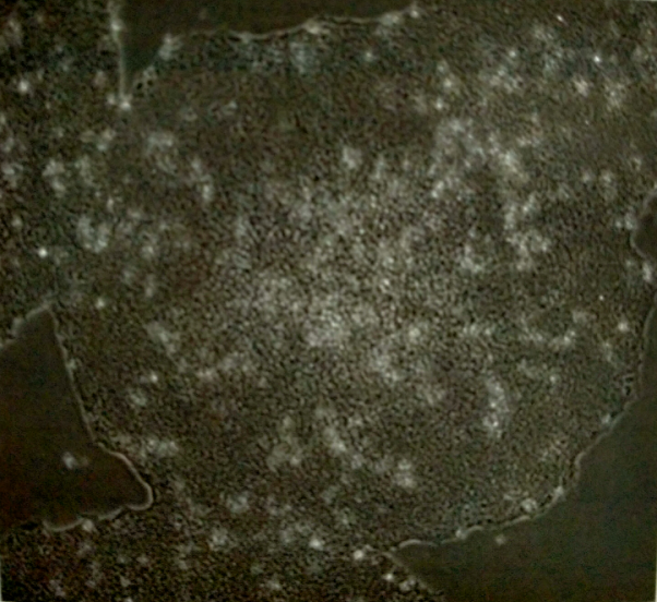 Gibco CTS Essential 8培养基