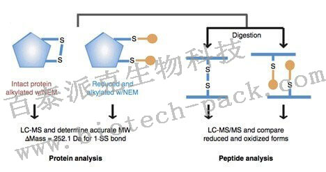 蛋白二硫键鉴定和定量分析