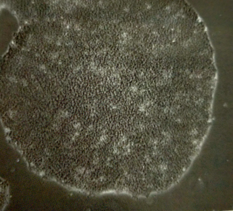 Gibco CTS Essential 8培养基