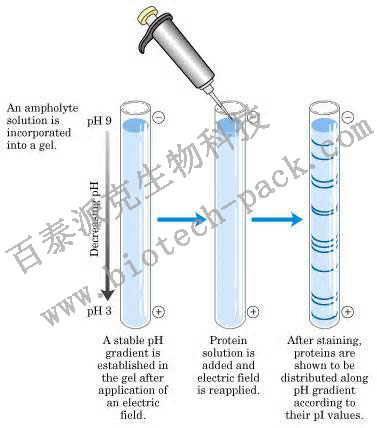 1D SDS-PAGE和IEF服务