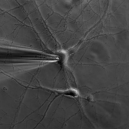 原代神经细胞及细胞系电生理研究