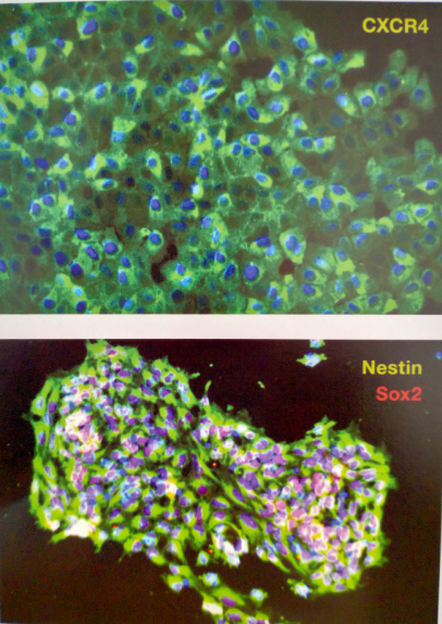 Gibco CTS Essential 8培养基