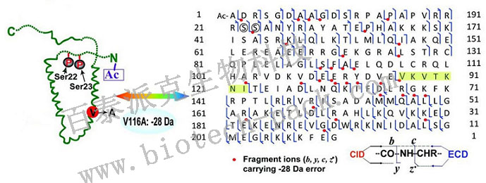 蛋白质结构鉴定